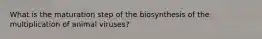 What is the maturation step of the biosynthesis of the multiplication of animal viruses?
