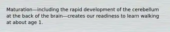 Maturation—including the rapid development of the cerebellum at the back of the brain—creates our readiness to learn walking at about age 1.