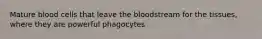 Mature blood cells that leave the bloodstream for the tissues, where they are powerful phagocytes