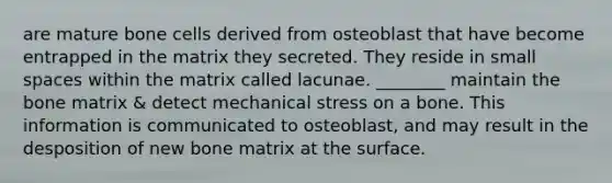 are mature bone cells derived from osteoblast that have become entrapped in the matrix they secreted. They reside in small spaces within the matrix called lacunae. ________ maintain the bone matrix & detect mechanical stress on a bone. This information is communicated to osteoblast, and may result in the desposition of new bone matrix at the surface.