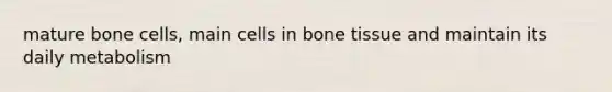 mature bone cells, main cells in bone tissue and maintain its daily metabolism