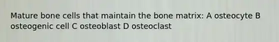 Mature bone cells that maintain the bone matrix: A osteocyte B osteogenic cell C osteoblast D osteoclast