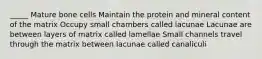 _____ Mature bone cells Maintain the protein and mineral content of the matrix Occupy small chambers called lacunae Lacunae are between layers of matrix called lamellae Small channels travel through the matrix between lacunae called canaliculi