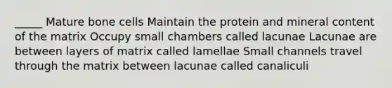 _____ Mature bone cells Maintain the protein and mineral content of the matrix Occupy small chambers called lacunae Lacunae are between layers of matrix called lamellae Small channels travel through the matrix between lacunae called canaliculi