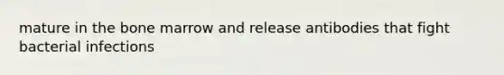 mature in the bone marrow and release antibodies that fight bacterial infections