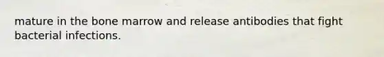 mature in the bone marrow and release antibodies that fight bacterial infections.