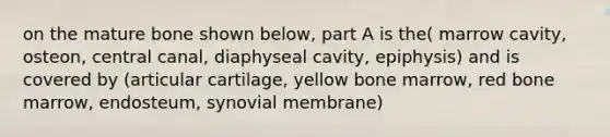 on the mature bone shown below, part A is the( marrow cavity, osteon, central canal, diaphyseal cavity, epiphysis) and is covered by (articular cartilage, yellow bone marrow, red bone marrow, endosteum, synovial membrane)