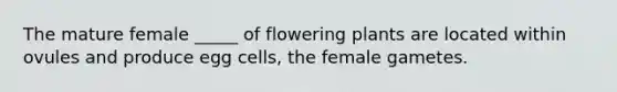 The mature female _____ of flowering plants are located within ovules and produce egg cells, the female gametes.