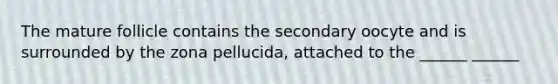 The mature follicle contains the secondary oocyte and is surrounded by the zona pellucida, attached to the ______ ______