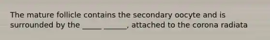 The mature follicle contains the secondary oocyte and is surrounded by the _____ ______, attached to <a href='https://www.questionai.com/knowledge/kUSHhCSdkt-the-corona' class='anchor-knowledge'>the corona</a> radiata