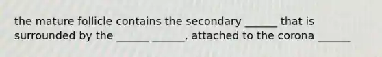 the mature follicle contains the secondary ______ that is surrounded by the ______ ______, attached to the corona ______
