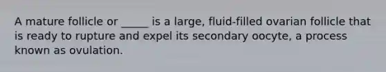 A mature follicle or _____ is a large, fluid-filled ovarian follicle that is ready to rupture and expel its secondary oocyte, a process known as ovulation.