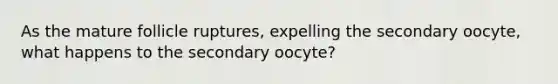 As the mature follicle ruptures, expelling the secondary oocyte, what happens to the secondary oocyte?