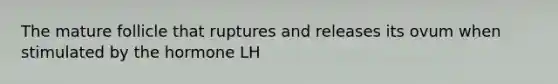 The mature follicle that ruptures and releases its ovum when stimulated by the hormone LH