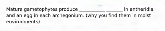 Mature gametophytes produce ___________ _______ in antheridia and an egg in each archegonium. (why you find them in moist environments)