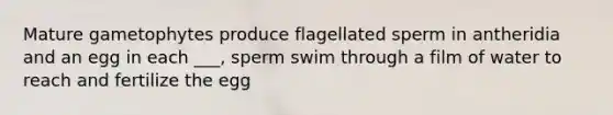 Mature gametophytes produce flagellated sperm in antheridia and an egg in each ___, sperm swim through a film of water to reach and fertilize the egg