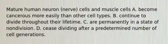 Mature human neuron (nerve) cells and muscle cells A. become cancerous more easily than other cell types. B. continue to divide throughout their lifetime. C. are permanently in a state of nondivision. D. cease dividing after a predetermined number of cell generations.