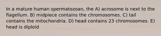 In a mature human spermatozoan, the A) acrosome is next to the flagellum. B) midpiece contains the chromosomes. C) tail contains the mitochondria. D) head contains 23 chromosomes. E) head is diploid