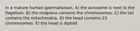 In a mature human spermatozoan, A) the acrosome is next to the flagellum. B) the midpiece contains the chromosomes. C) the tail contains the mitochondria. D) the head contains 23 chromosomes. E) the head is diploid.