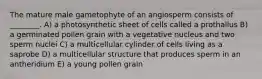 The mature male gametophyte of an angiosperm consists of ________. A) a photosynthetic sheet of cells called a prothallus B) a germinated pollen grain with a vegetative nucleus and two sperm nuclei C) a multicellular cylinder of cells living as a saprobe D) a multicellular structure that produces sperm in an antheridium E) a young pollen grain