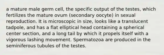 a mature male germ cell, the specific output of the testes, which fertilizes the mature ovum (secondary oocyte) in sexual reproduction. It is microscopic in size, looks like a translucent tadpole, and has a flat elliptical head containing a spherical center section, and a long tail by which it propels itself with a vigorous lashing movement. Spermatozoa are produced in the seminiferous tubules of the testes.