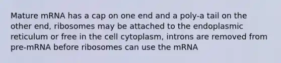 Mature mRNA has a cap on one end and a poly-a tail on the other end, ribosomes may be attached to the endoplasmic reticulum or free in the cell cytoplasm, introns are removed from pre-mRNA before ribosomes can use the mRNA