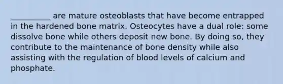 __________ are mature osteoblasts that have become entrapped in the hardened bone matrix. Osteocytes have a dual role: some dissolve bone while others deposit new bone. By doing so, they contribute to the maintenance of bone density while also assisting with the regulation of blood levels of calcium and phosphate.