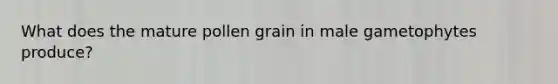 What does the mature pollen grain in male gametophytes produce?