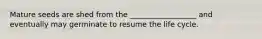Mature seeds are shed from the __________________ and eventually may germinate to resume the life cycle.