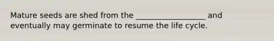Mature seeds are shed from the __________________ and eventually may germinate to resume the life cycle.