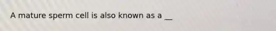 A mature sperm cell is also known as a __