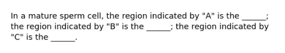 In a mature sperm cell, the region indicated by "A" is the ______; the region indicated by "B" is the ______; the region indicated by "C" is the ______.