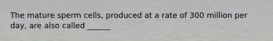 The mature sperm cells, produced at a rate of 300 million per day, are also called ______