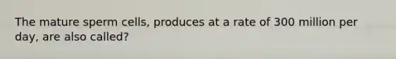 The mature sperm cells, produces at a rate of 300 million per day, are also called?