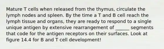 Mature T cells when released from the thymus, circulate the lymph nodes and spleen. By the time a T and B cell reach the lymph tissue and organs, they are ready to respond to a single unique antigen by extensive rearrangement of ______ segments that code for the antigen receptors on their surfaces. Look at figure 14.4 for B and T cell development!