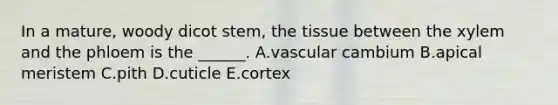 In a mature, woody dicot stem, the tissue between the xylem and the phloem is the ______. A.vascular cambium B.apical meristem C.pith D.cuticle E.cortex