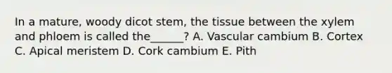 In a mature, woody dicot stem, the tissue between the xylem and phloem is called the______? A. Vascular cambium B. Cortex C. Apical meristem D. Cork cambium E. Pith