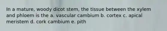 In a mature, woody dicot stem, the tissue between the xylem and phloem is the a. vascular cambium b. cortex c. apical meristem d. cork cambium e. pith