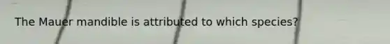 The Mauer mandible is attributed to which species?