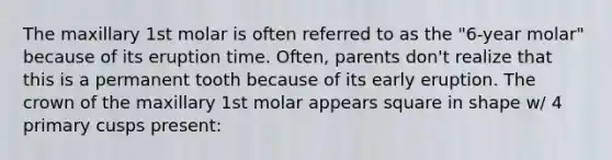 The maxillary 1st molar is often referred to as the "6-year molar" because of its eruption time. Often, parents don't realize that this is a permanent tooth because of its early eruption. The crown of the maxillary 1st molar appears square in shape w/ 4 primary cusps present: