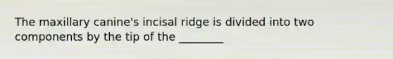 The maxillary canine's incisal ridge is divided into two components by the tip of the ________