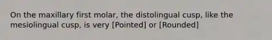 On the maxillary first molar, the distolingual cusp, like the mesiolingual cusp, is very [Pointed] or [Rounded]