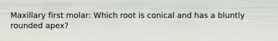 Maxillary first molar: Which root is conical and has a bluntly rounded apex?