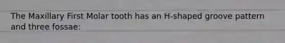 The Maxillary First Molar tooth has an H-shaped groove pattern and three fossae: