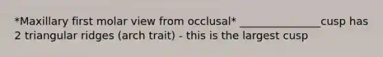 *Maxillary first molar view from occlusal* _______________cusp has 2 triangular ridges (arch trait) - this is the largest cusp