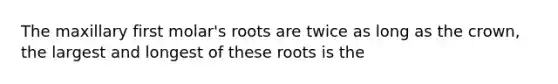 The maxillary first molar's roots are twice as long as the crown, the largest and longest of these roots is the