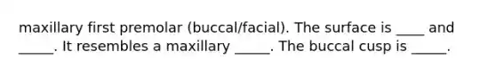 maxillary first premolar (buccal/facial). The surface is ____ and _____. It resembles a maxillary _____. The buccal cusp is _____.