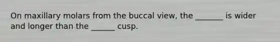 On maxillary molars from the buccal view, the _______ is wider and longer than the ______ cusp.