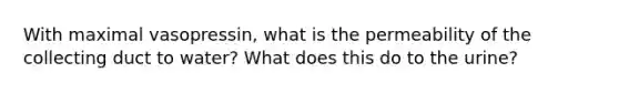 With maximal vasopressin, what is the permeability of the collecting duct to water? What does this do to the urine?
