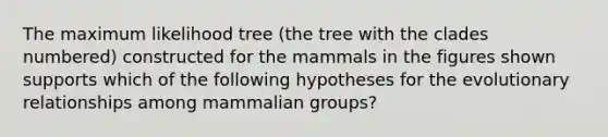 The maximum likelihood tree (the tree with the clades numbered) constructed for the mammals in the figures shown supports which of the following hypotheses for the evolutionary relationships among mammalian groups?